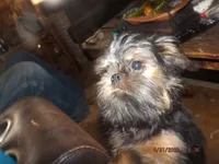 AKC Cujo, a male Brussels Griffon for sale in Berryville, AR – 5 of 10