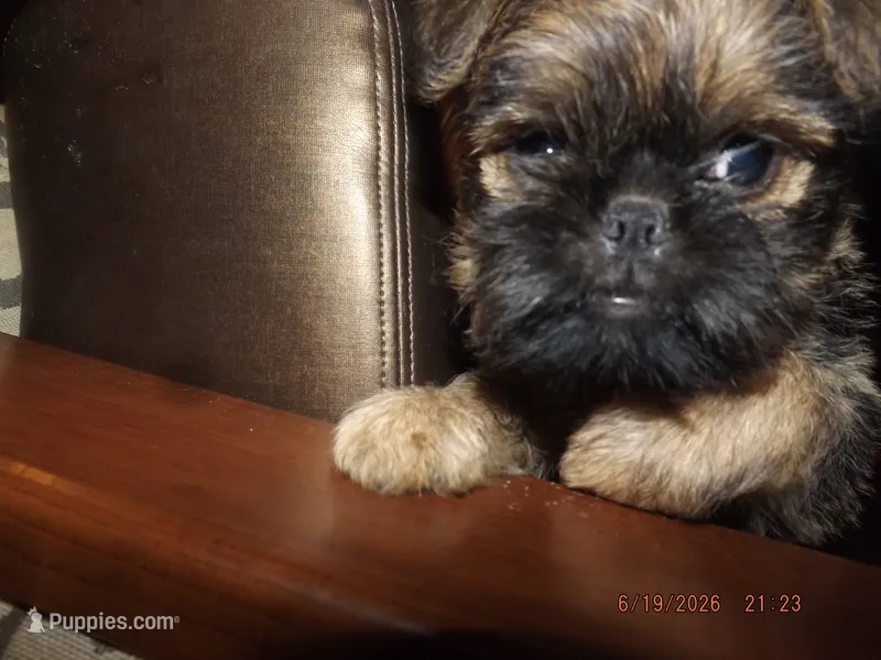 AKC Dreamer – Brussels Griffon puppy for sale in Berryville, AR