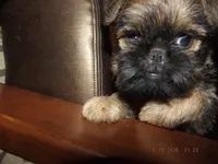 AKC Dreamer, a female Brussels Griffon for sale in Berryville, AR – 1 of 6