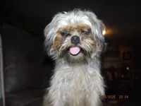AKC Spinner, a male Brussels Griffon for sale in Berryville, AR – 3 of 7