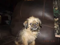 AKC Malibu, a female Brussels Griffon for sale in Berryville, AR – 2 of 7