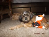 AKC Cinnamon, a female Brussels Griffon for sale in Berryville, AR – 2 of 3