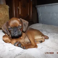 AKC Stick Figure, a female Brussels Griffon for sale in Berryville, AR – Photo 4 of 9