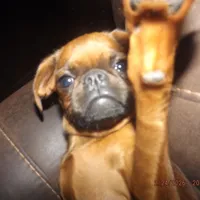 AKC Stick Figure, a female Brussels Griffon for sale in Berryville, AR – Photo 2 of 9