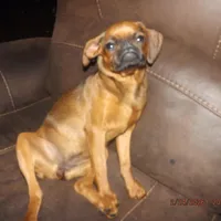 AKC Stick Figure, a female Brussels Griffon for sale in Berryville, AR – Photo 1 of 9