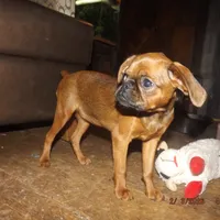 AKC Stick Figure, a female Brussels Griffon for sale in Berryville, AR – Photo 3 of 9