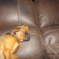 AKC Stick Figure, a female Brussels Griffon for sale in Berryville, AR – Photo 9 of 9