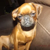 AKC Stick Figure, a female Brussels Griffon for sale in Berryville, AR – Photo 6 of 9