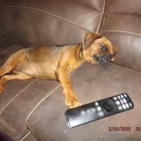 AKC Stick Figure, a female Brussels Griffon for sale in Berryville, AR – Photo 7 of 9