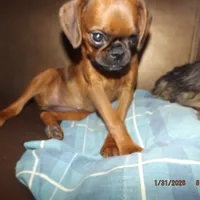 AKC Stick Figure, a female Brussels Griffon for sale in Berryville, AR – Photo 5 of 9