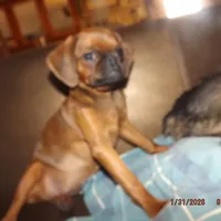 AKC Stick Figure, a female Brussels Griffon for sale in Berryville, AR – Photo 8 of 9