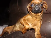 AKC Stick Figure, a female Brussels Griffon for sale in Berryville, AR – 6 of 9