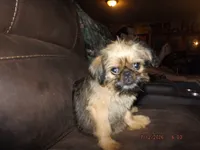 AKC Malibu, a female Brussels Griffon for sale in Berryville, AR – 7 of 7