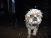 AKC Pistol, a female Brussels Griffon for sale in Berryville, AR – 6 of 6