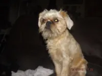 AKC Buddy, a male Brussels Griffon for sale in Berryville, AR – 4 of 10