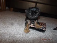 AKC Cujo, a male Brussels Griffon for sale in Berryville, AR – 5 of 7