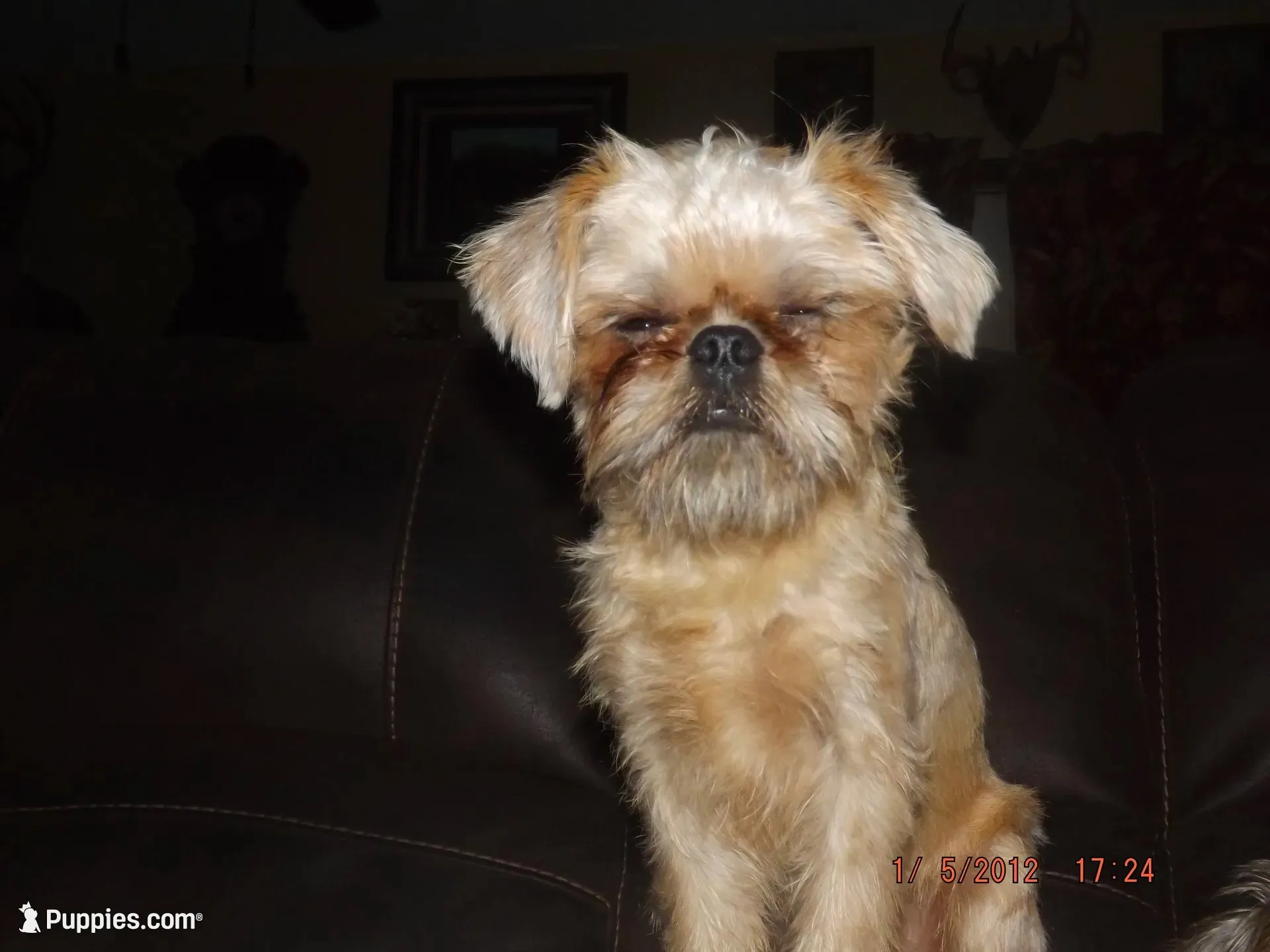 AKC Buddy, a male Brussels Griffon for sale in Berryville, AR – 2 of 10