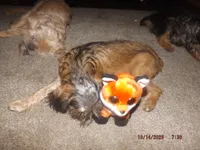 AKC Cinnamon, a female Brussels Griffon for sale in Berryville, AR – 3 of 3
