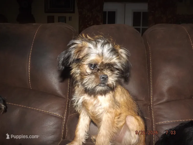 AKC Cocoa – Brussels Griffon puppy for sale in Berryville, AR