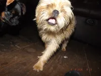 AKC Pistol, a female Brussels Griffon for sale in Berryville, AR – 5 of 6