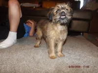 Rewind, a female Brussels Griffon for sale in Berryville, AR – 2 of 7