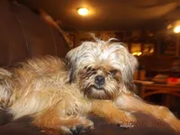 AKC Spinner, a male Brussels Griffon for sale in Berryville, AR – 5 of 7