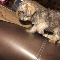 AKC Pistol, a female Brussels Griffon for sale in Berryville, AR – Photo 3 of 10