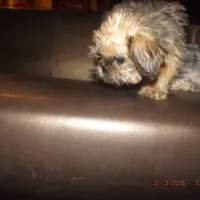 AKC Pistol, a female Brussels Griffon for sale in Berryville, AR – Photo 7 of 10