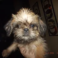 AKC Pistol, a female Brussels Griffon for sale in Berryville, AR – Photo 1 of 10