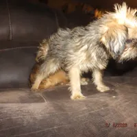 AKC Pistol, a female Brussels Griffon for sale in Berryville, AR – Photo 5 of 10