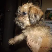 AKC Pistol, a female Brussels Griffon for sale in Berryville, AR – Photo 2 of 10