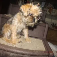 AKC Pistol, a female Brussels Griffon for sale in Berryville, AR – Photo 9 of 10