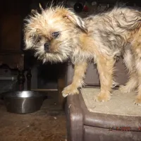 AKC Pistol, a female Brussels Griffon for sale in Berryville, AR – Photo 8 of 10