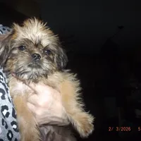 AKC Pistol, a female Brussels Griffon for sale in Berryville, AR – Photo 6 of 10