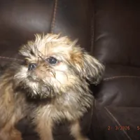 AKC Pistol, a female Brussels Griffon for sale in Berryville, AR – Photo 4 of 10