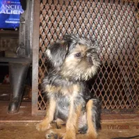AKC Captain, a male Brussels Griffon for sale in Berryville, AR – Photo 3 of 10