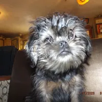 AKC Captain, a male Brussels Griffon for sale in Berryville, AR – Photo 4 of 10