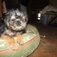 AKC Captain, a male Brussels Griffon for sale in Berryville, AR – Photo 5 of 10