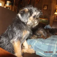 AKC Captain, a male Brussels Griffon for sale in Berryville, AR – Photo 7 of 10