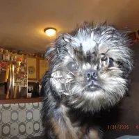 AKC Captain, a male Brussels Griffon for sale in Berryville, AR – Photo 8 of 10