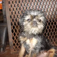 AKC Captain, a male Brussels Griffon for sale in Berryville, AR – Photo 1 of 10