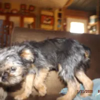 AKC Captain, a male Brussels Griffon for sale in Berryville, AR – Photo 9 of 10
