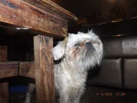 AKC Buddy, a male Brussels Griffon for sale in Berryville, AR – 10 of 10