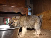 AKC Dreamer, a female Brussels Griffon for sale in Berryville, AR – 5 of 6