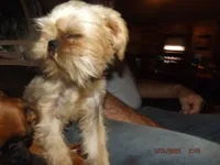 AKC Pistol, a female Brussels Griffon for sale in Berryville, AR – 5 of 5