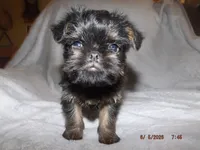 AKC Cujo, a male Brussels Griffon for sale in Berryville, AR – 3 of 7