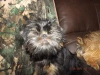 AKC Cujo, a male Brussels Griffon for sale in Berryville, AR – 2 of 7