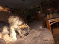 AKC Cocoa, a female Brussels Griffon for sale in Berryville, AR – 7 of 7