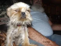 AKC Pistol, a female Brussels Griffon for sale in Berryville, AR – 3 of 5