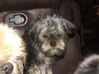 AKC Sarge, a male Brussels Griffon for sale in Berryville, AR – 5 of 9